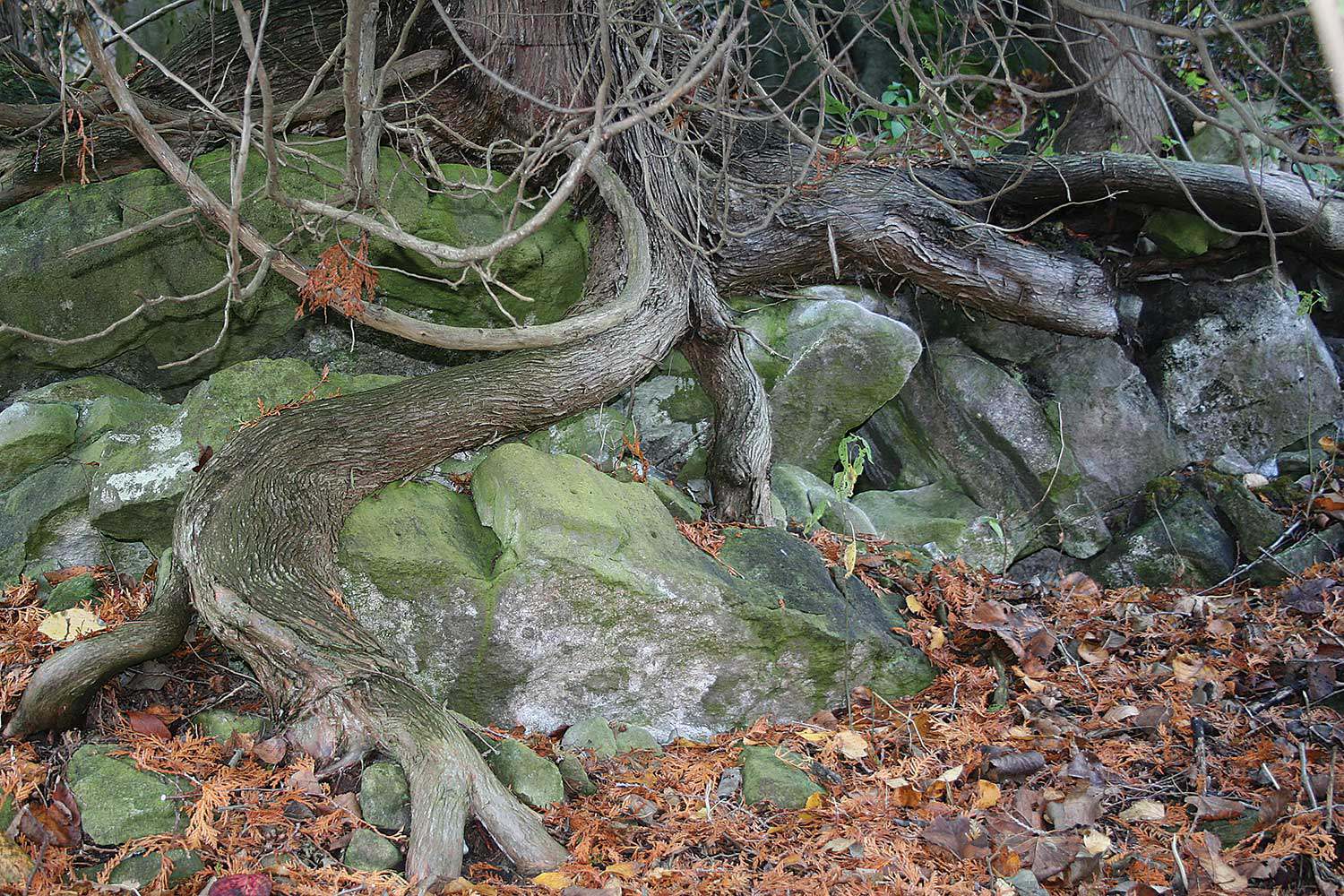 Cedar roots on the Yaremko-Ridley property beside the Bruce Trail