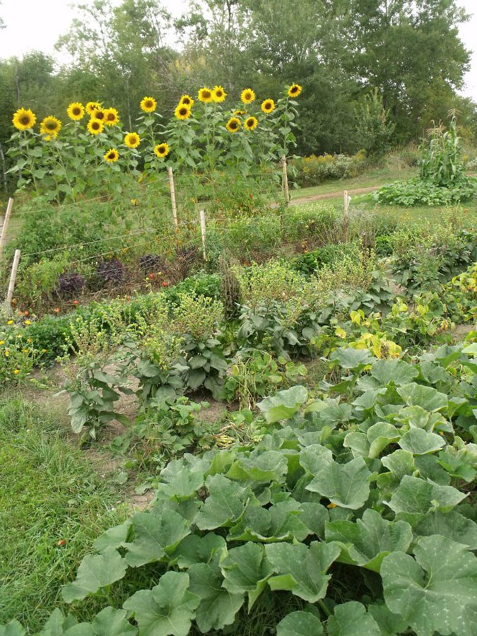 Mixed vegetable gardens (Photo: Charlotte Sahanatien, Wáhta Mohawk Territory)