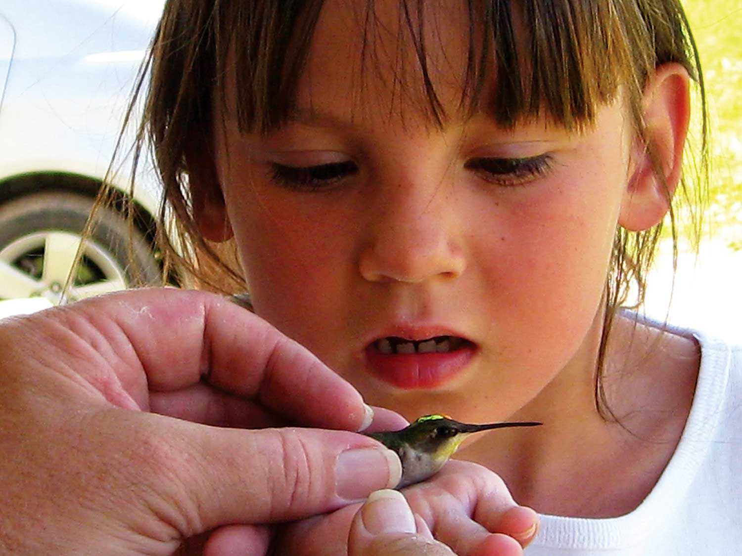 Hummingbird banding demonstration by the Native Territories Avian Research Project (NTARP) (Photo: Carl Pascoe)