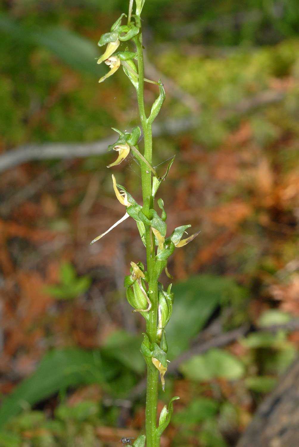 Hooker’s orchid at the Trust’s Harvais property (Photo: Michael Bryan).