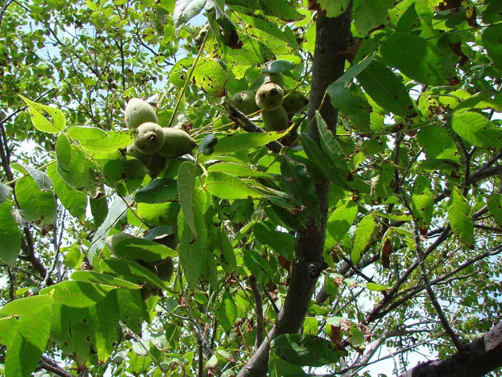 Butternut tree at the Trust’s Anne Bartley Smith property in Aurora.