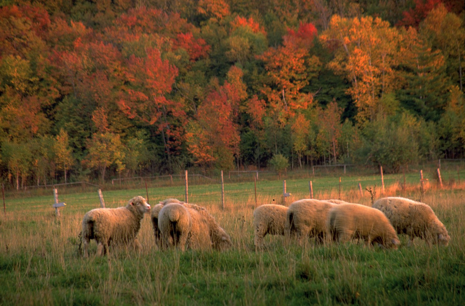 Livestock continues to be an important part of Ontario’s agricultural heritage, as seen here on this farm along the Bruce Peninsula. (Photo: Ontario Tourism)