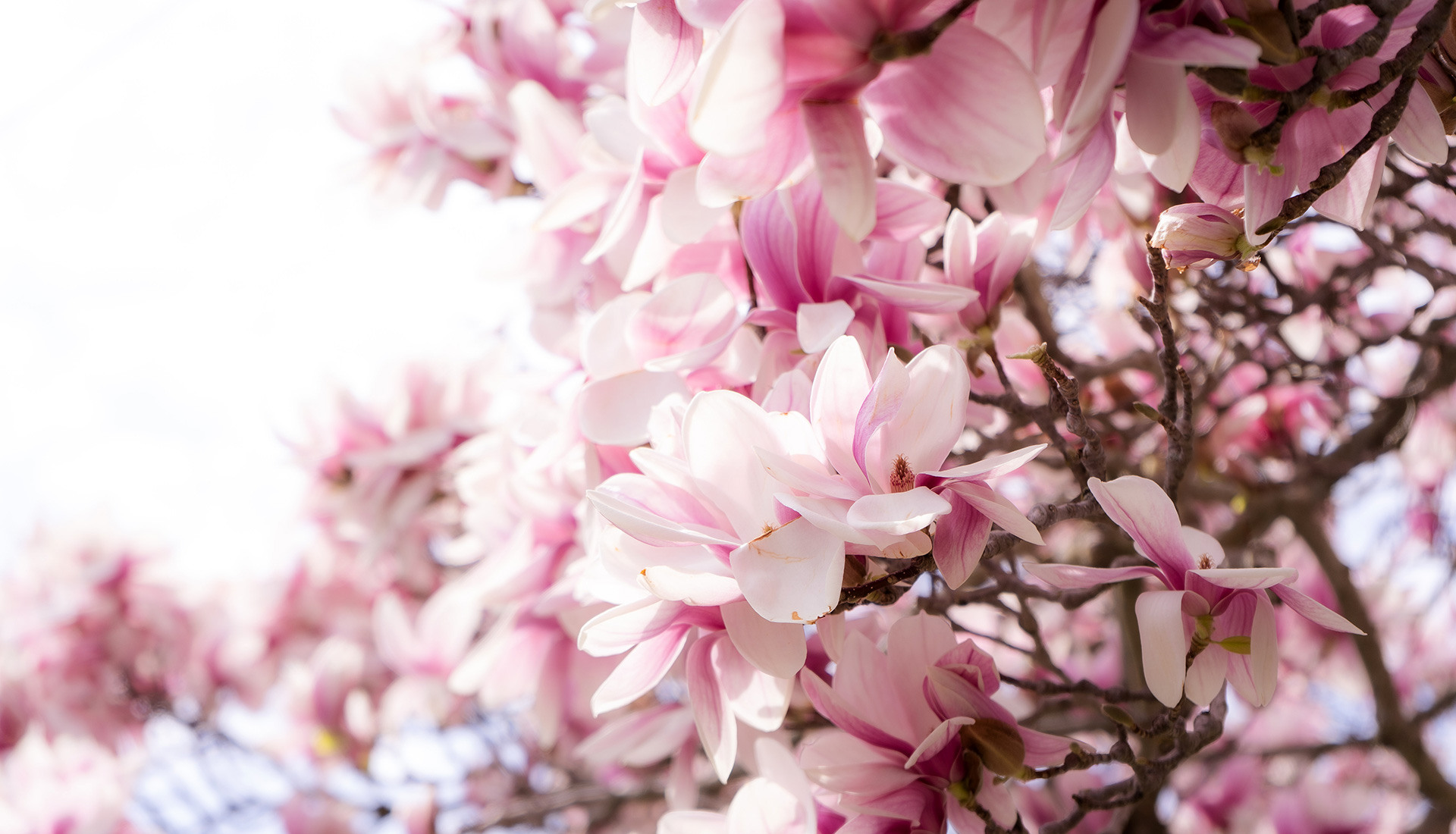 Magnolia à fleurs